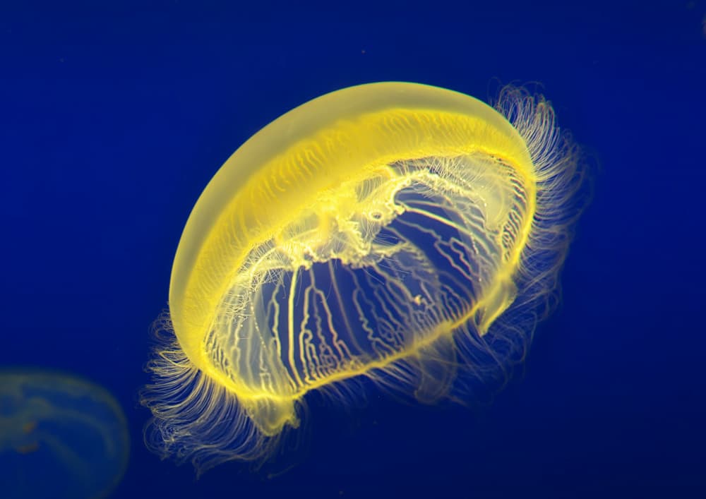 Luminous Ocean Jellyfish by Kaisyakuji Yushi — canvas wall art