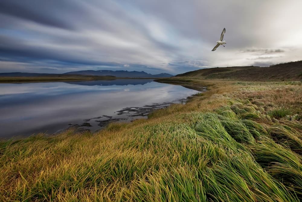 Flying Seagull Over Lake by Bragi Ingibergsson - BRIN — canvas wall art