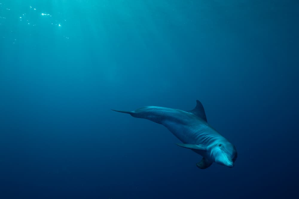 Sunlit Ocean Dolphin by Serge Melesan — canvas wall art