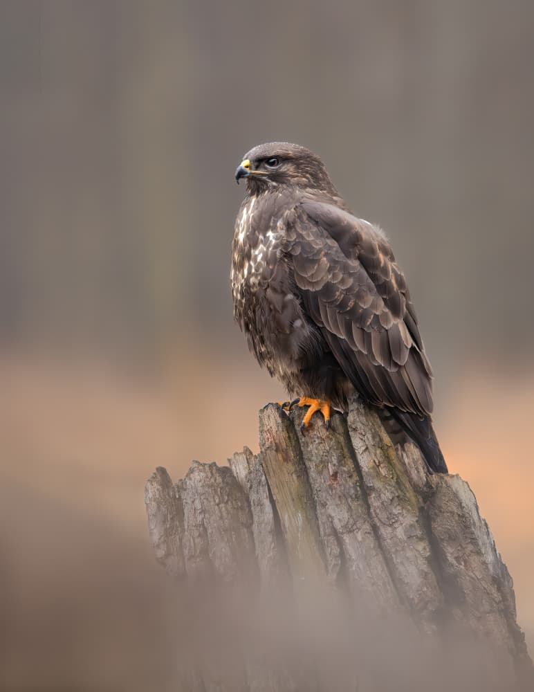 Watchful Buzzard Perched by Marco Barisone — canvas wall art