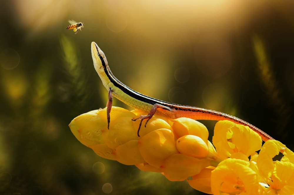 Lizard and Hovering Bee by Edy Pamungkas — canvas wall art
