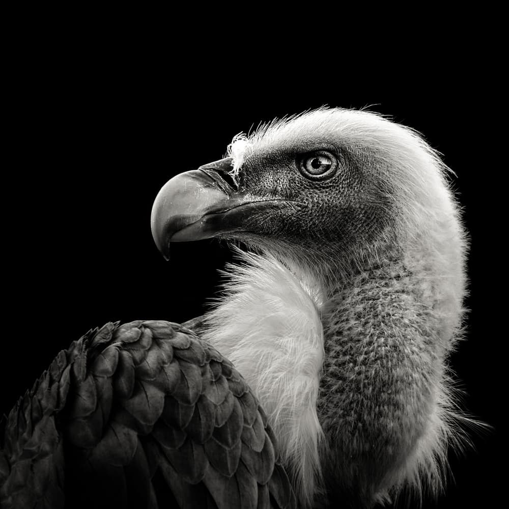 Intense Vulture Portrait by Christian Meermann — canvas wall art