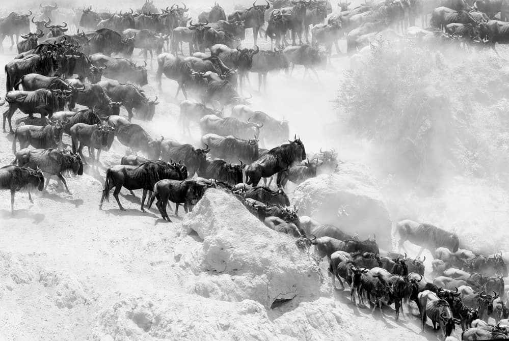 Wildebeest Migration Dust by Jie Fischer — canvas wall art