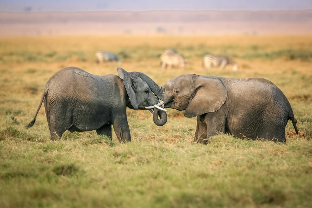 Elephant Calves Playing by Jeffrey C. Sink — canvas wall art
