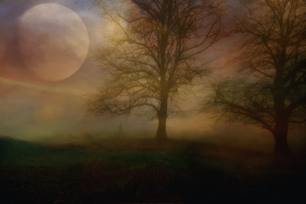 Misty Moonlit Trees by Robert Fabrowski — canvas wall art