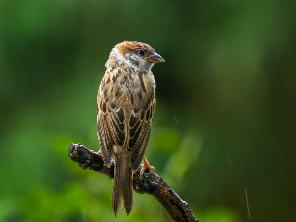 Rainy Day Sparrow by Takiko Hirai — canvas wall art