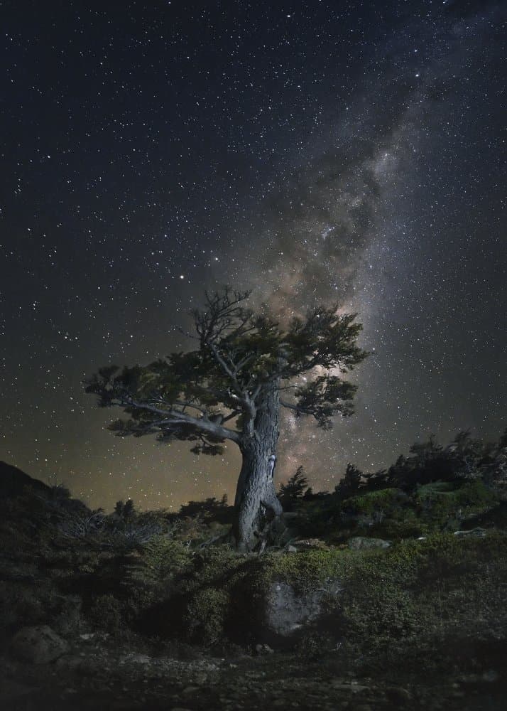 Ancient Tree Night Sky by Evgeny Chertov — canvas wall art