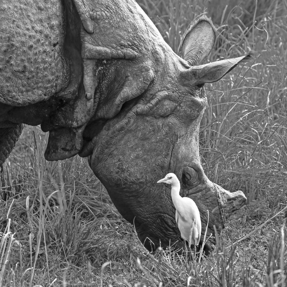 Grazing Rhino and Egret by Saurabh Dhanorkar — canvas wall art