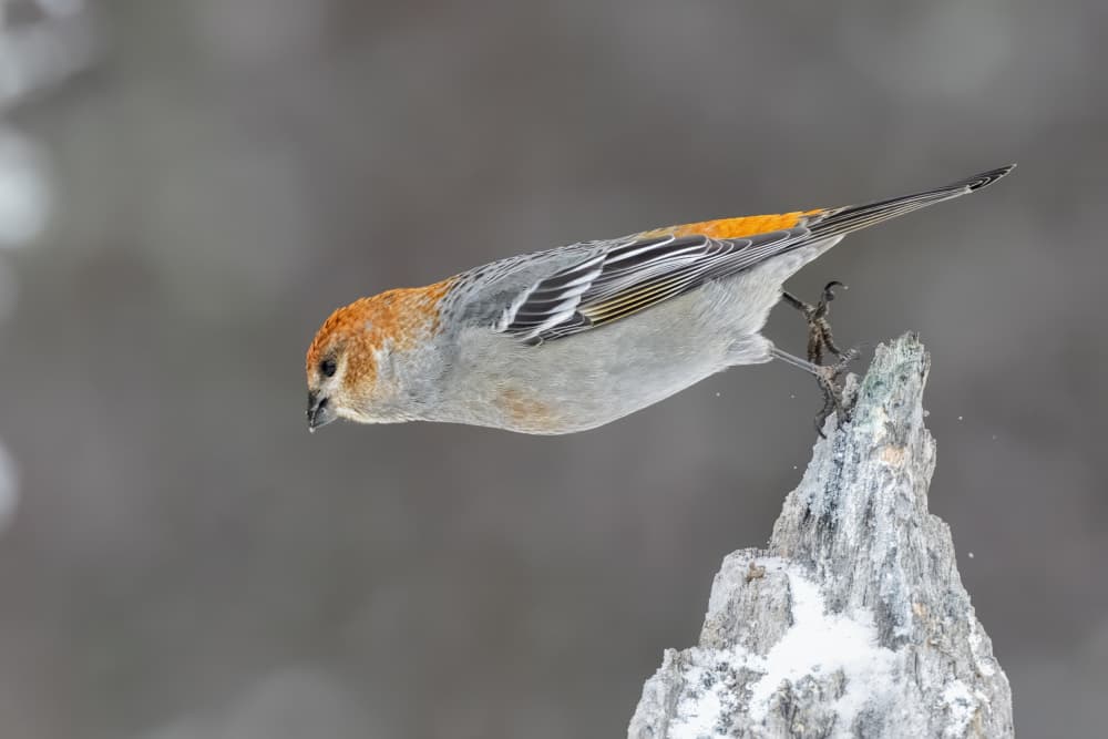 Wild Bird in Snow by Jun Zuo — canvas wall art