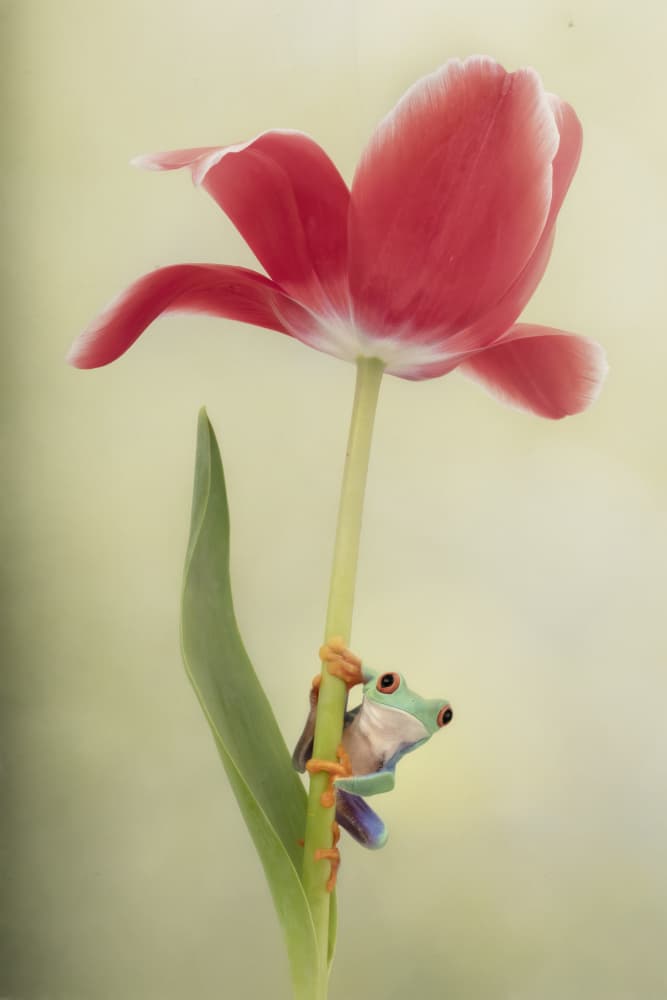 Red Tulip Green Frog by Linda D Lester — canvas wall art