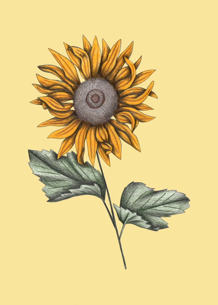 Single Sunflower Bloom by Cecilia Battaini — canvas wall art