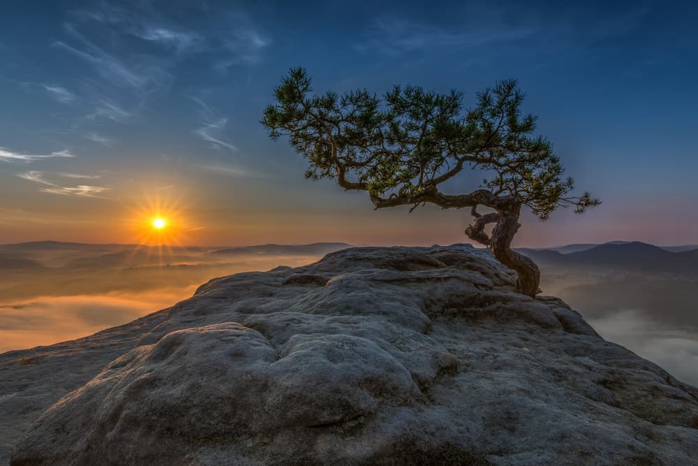 Golden Sunrise Mountain Tree by Thomas Siegel — canvas wall art