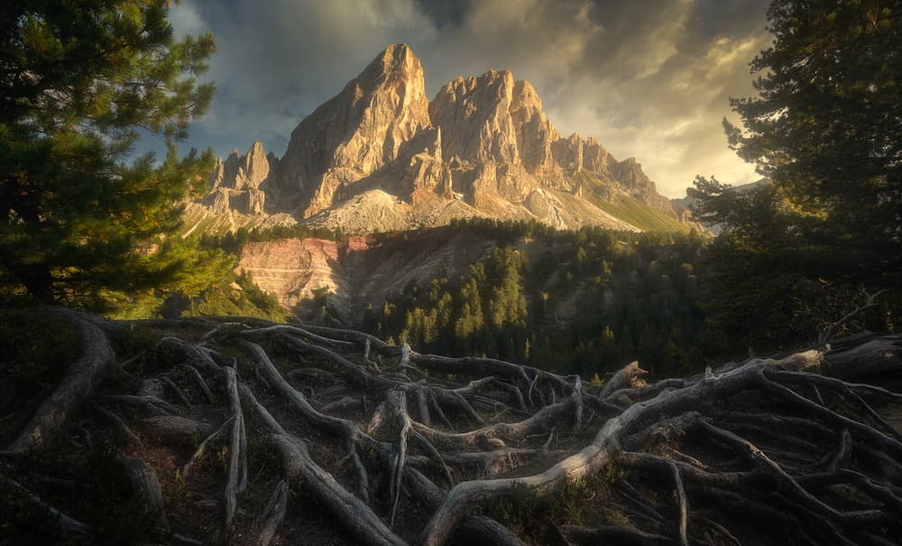 Sunlit Mountain Roots by Tomasz Rojek — canvas wall art