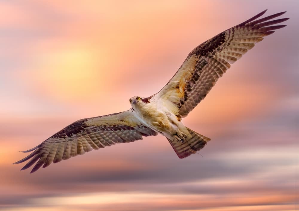 Flying Osprey Sunset by Ling  Lu — canvas wall art