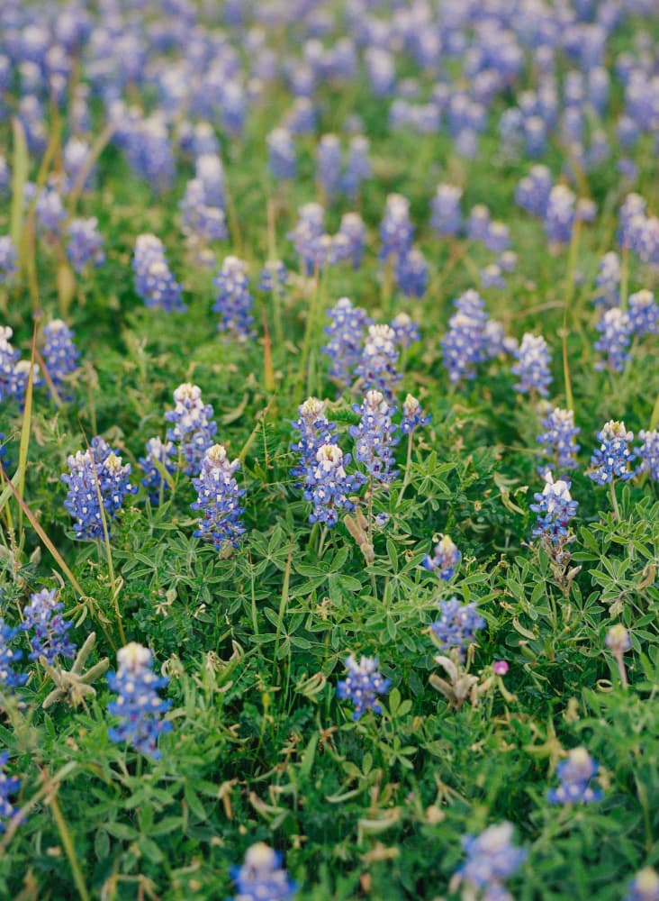 Spring Bluebonnet Meadow by Bethany Young — canvas wall art