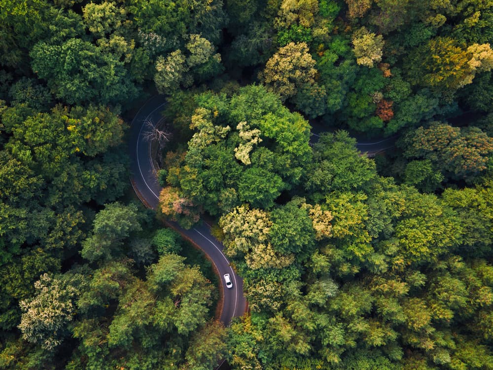 Winding Forest Road by djaniru — canvas wall art