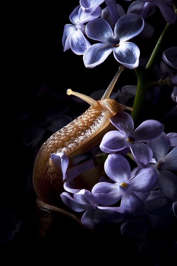 Delicate Snail on Lilac by Suren Manvelyan — canvas wall art