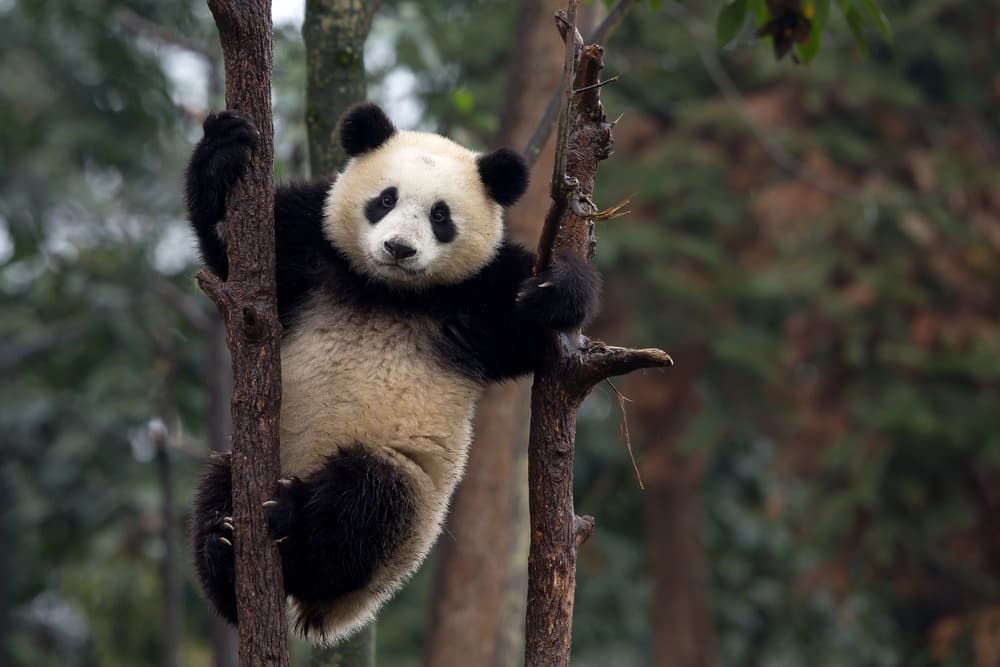 Playful Panda in Tree by Alessandro Catta — canvas wall art