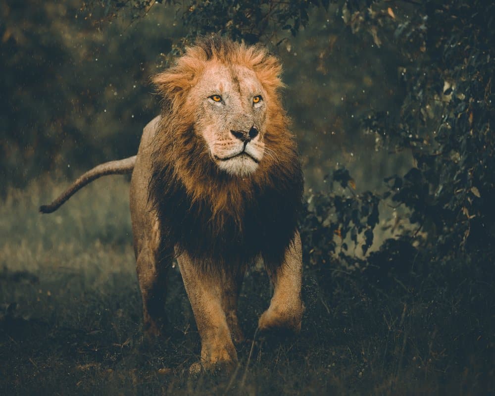 Powerful African Lion by Ahmed Sobhi — canvas wall art