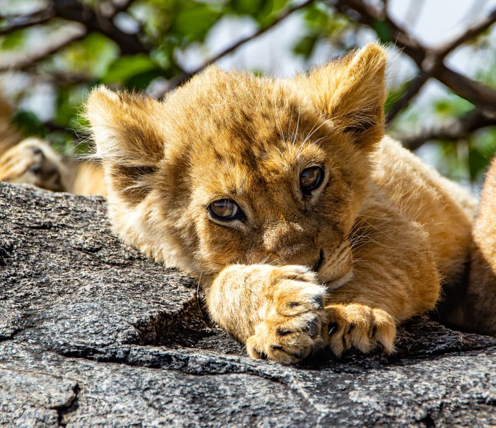 Curious Lion Cub by Tomer Huberman — canvas wall art