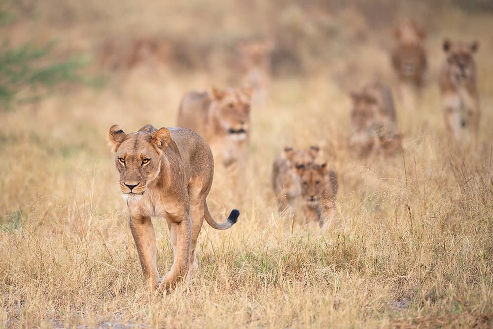 Lioness Leads Her Pride by Marco Pozzi — canvas wall art