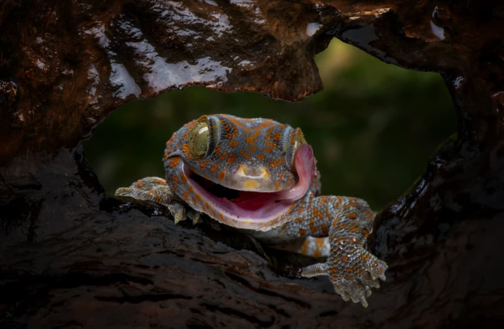 Funny Gecko Face by Mieke Suharini — canvas wall art