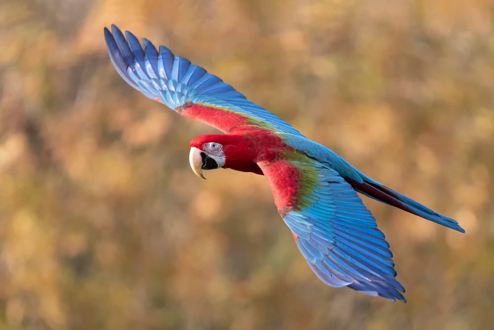 Vibrant Macaw In Flight by Paolo Bolla — canvas wall art