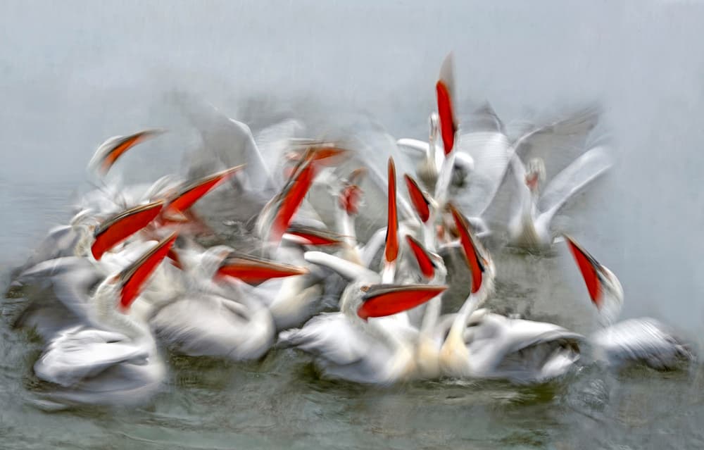 Pelican Feeding Frenzy by Xavier Ortega — canvas wall art