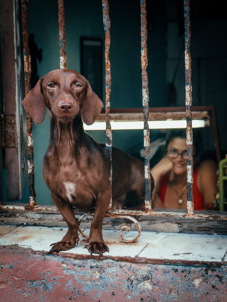 Curious Dachshund Window Watch by Andy Bauer — canvas wall art