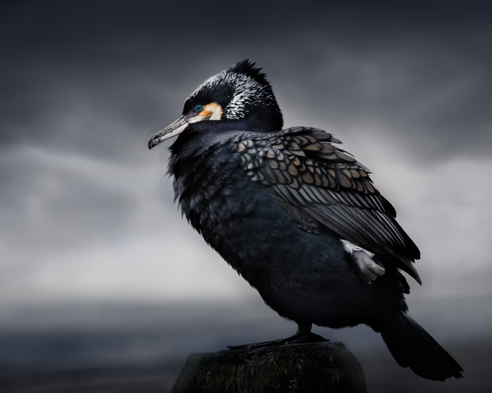 Watchful Dark Cormorant by Martin Eilertsen — canvas wall art