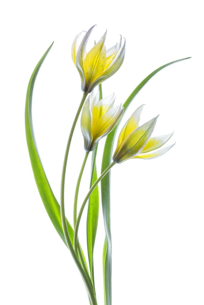 ~~Tulipa~~ by Mandy Disher — canvas wall art