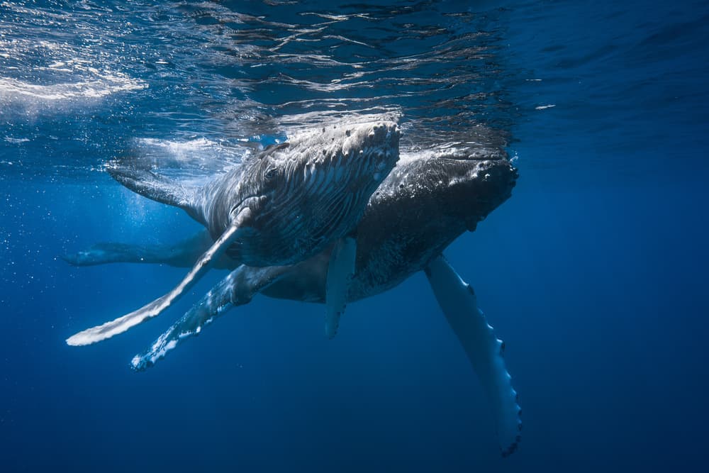 Humpback Whales Underwater by Barathieu Gabriel — canvas wall art