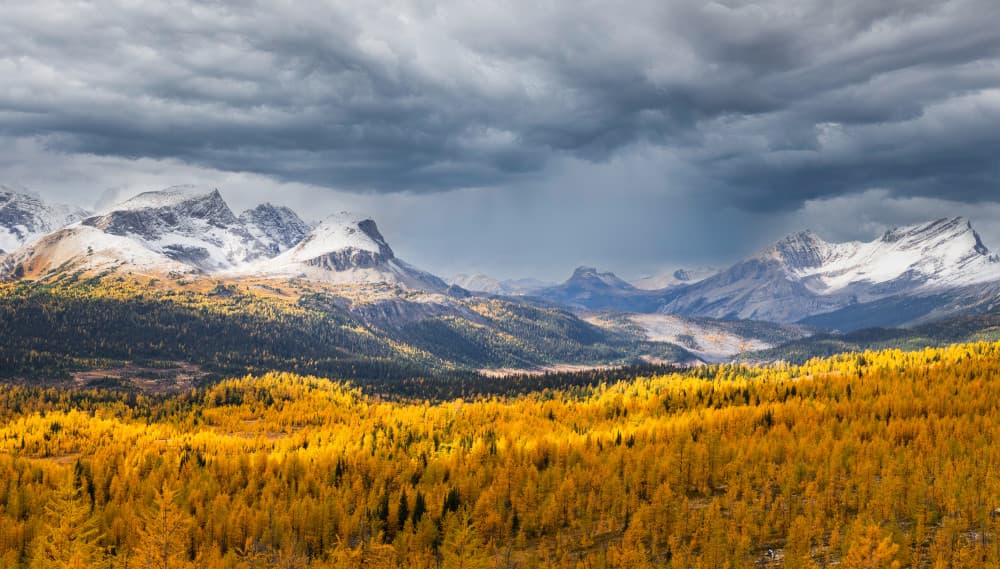 Golden Larch Valley by Dawn X W — canvas wall art