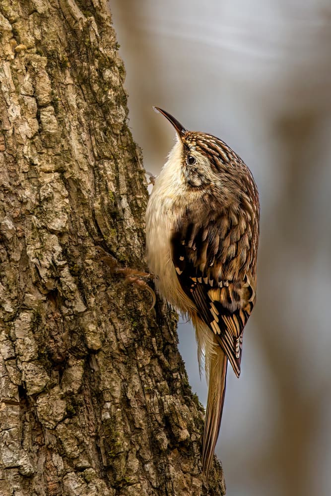 Small Treecreeper on Tree by Jacob (Jian) Xu — canvas wall art