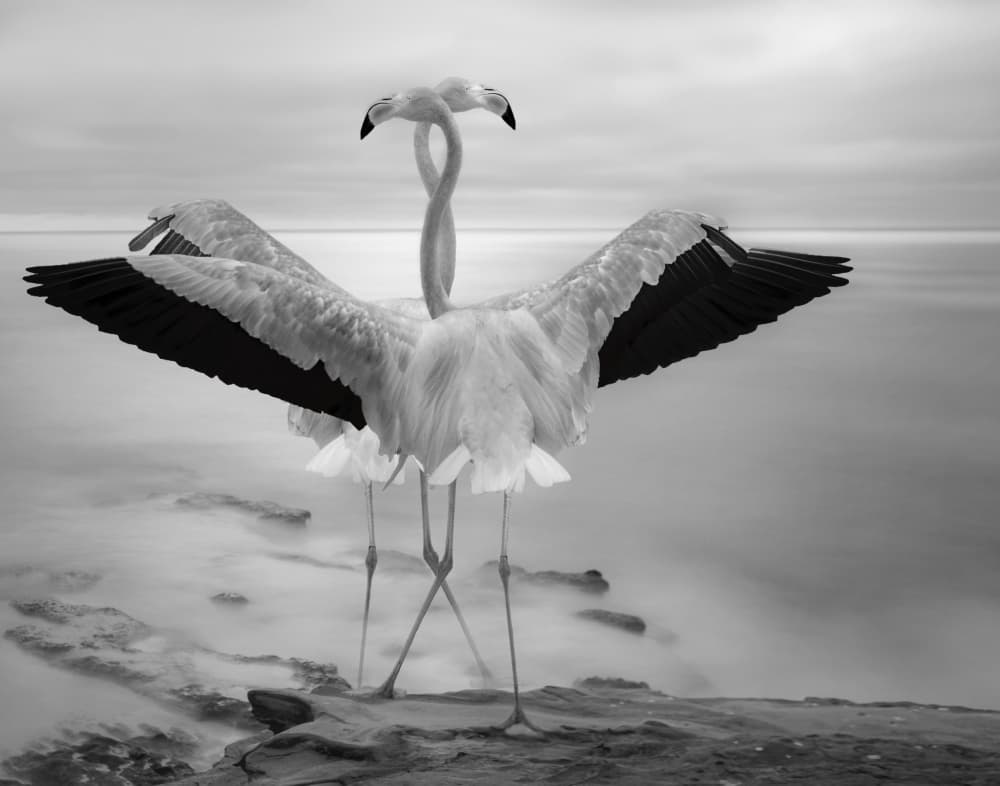 Coastal Flamingo Embrace by Krystina Wisniowska — canvas wall art