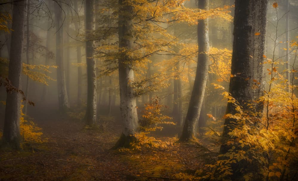 Misty Autumn Woods by Norbert Maier — canvas wall art