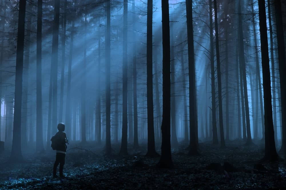 Ethereal Forest Light by David Charouz — canvas wall art