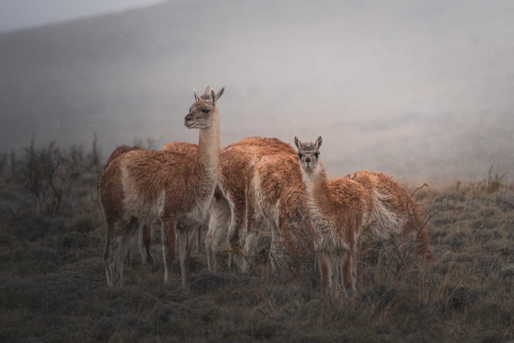 Guanacos In The Mist by Willa Wei — canvas wall art
