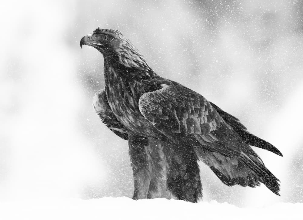 Eagle In Winter Storm by Erik Engström — canvas wall art