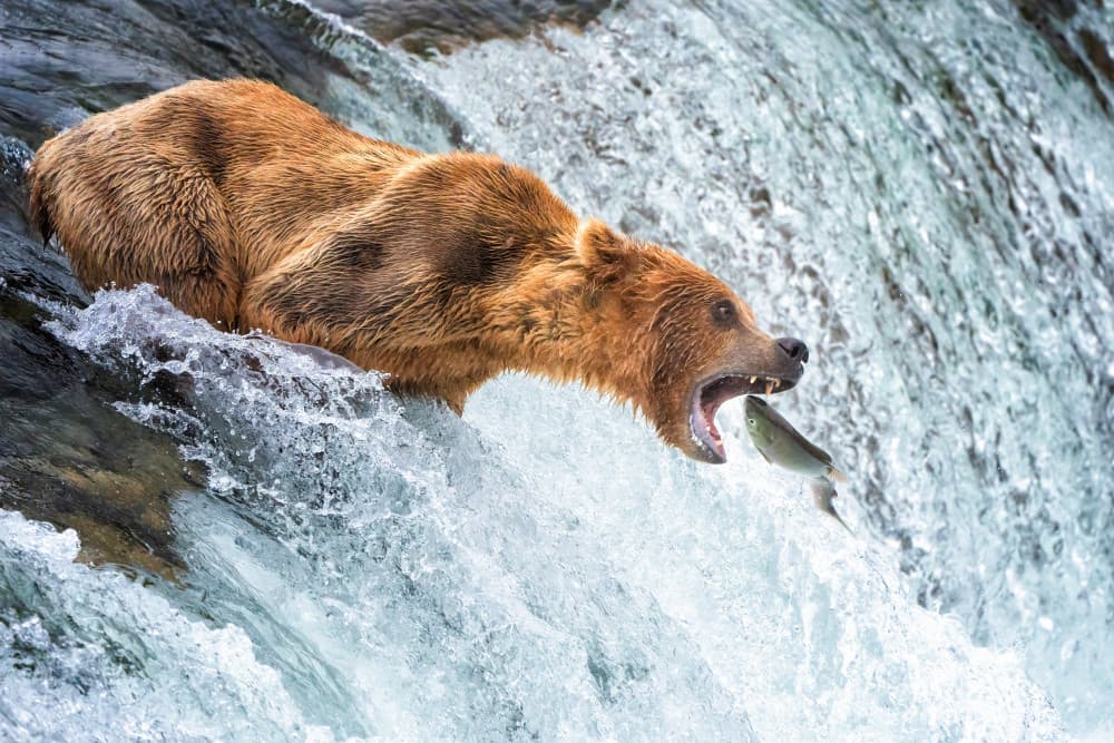 Wild Bear Catches Salmon by Ruiqing P. — canvas wall art