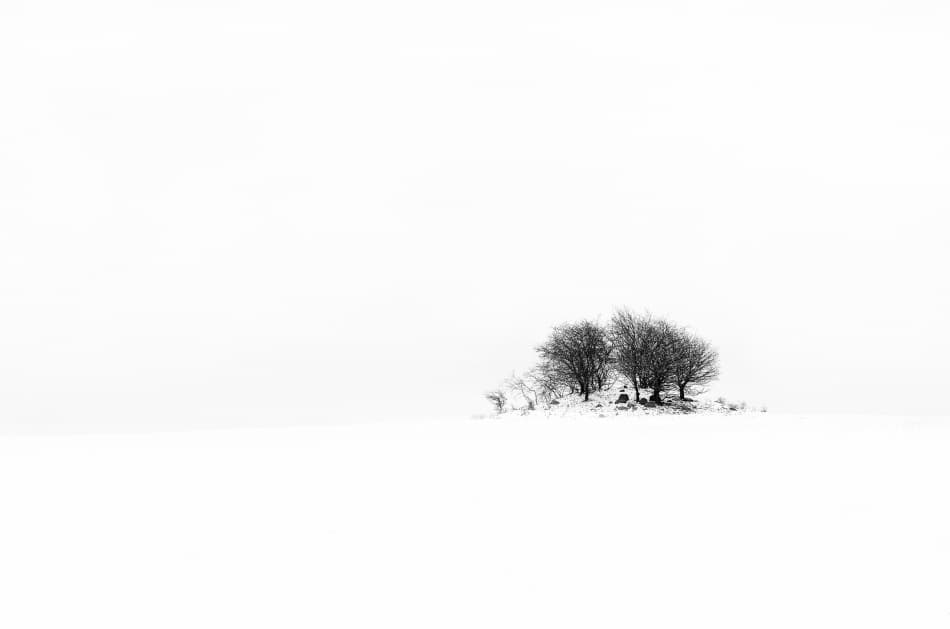 Trees In Snow by Gert Lavsen — canvas wall art