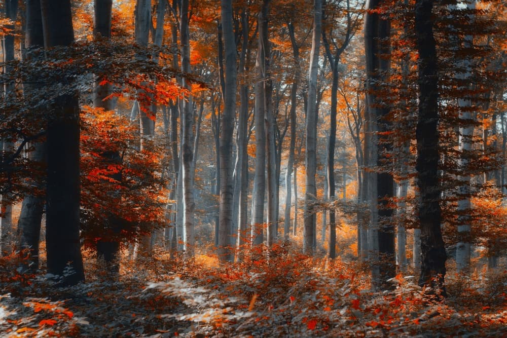Enchanted Autumn Forest by Ildiko Neer — canvas wall art