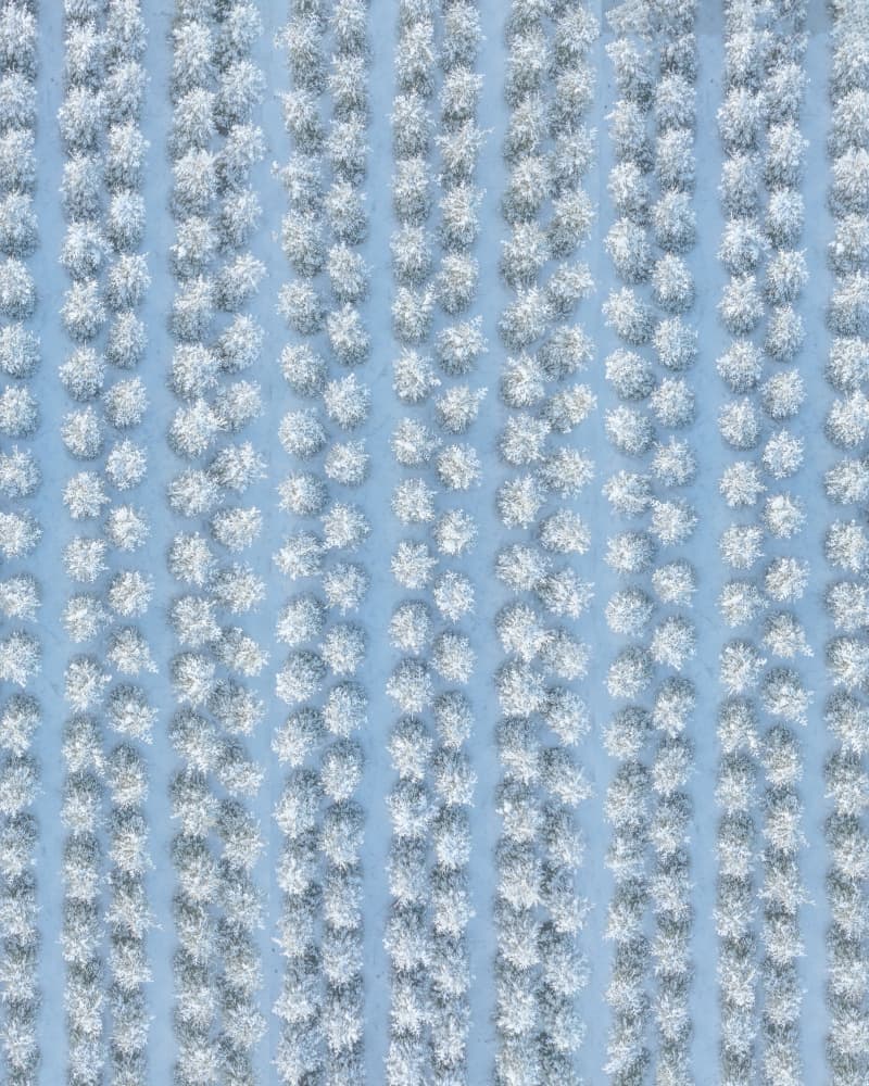 Winter Tree Pattern by Kateryna Polishchuk — canvas wall art