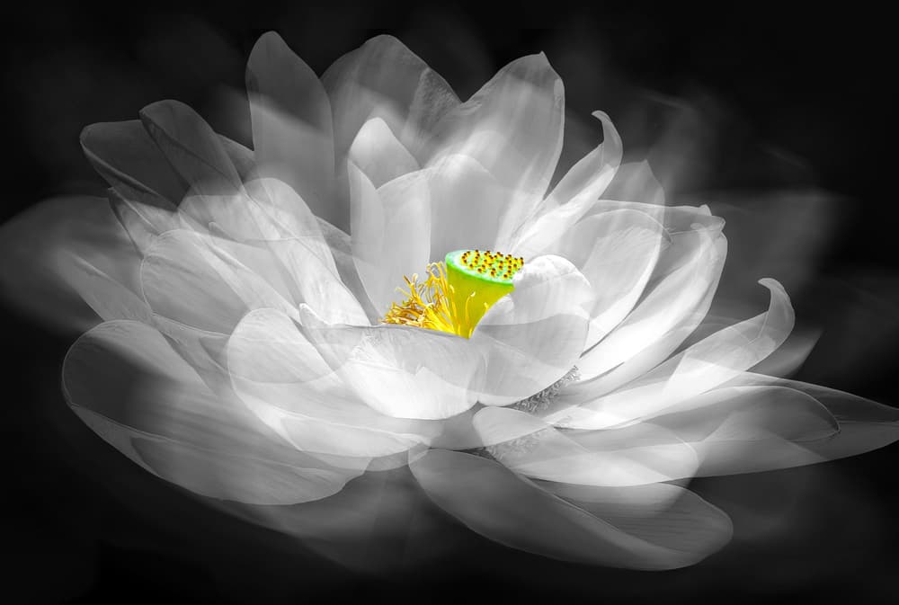 Ethereal White Lotus by Kenneth-Wei Zeng — canvas wall art