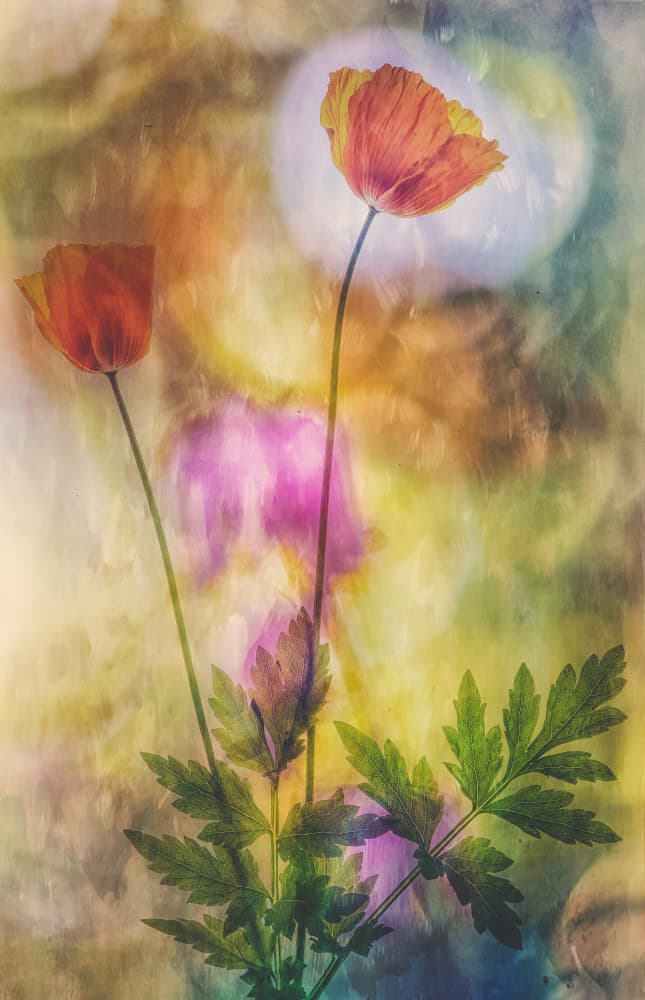 Dreamy Orange Poppies