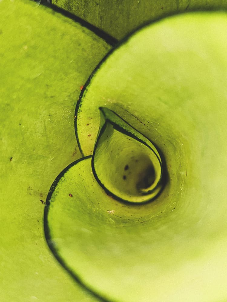 Green Leaf Spiral by Tetsuji Fujino — canvas wall art