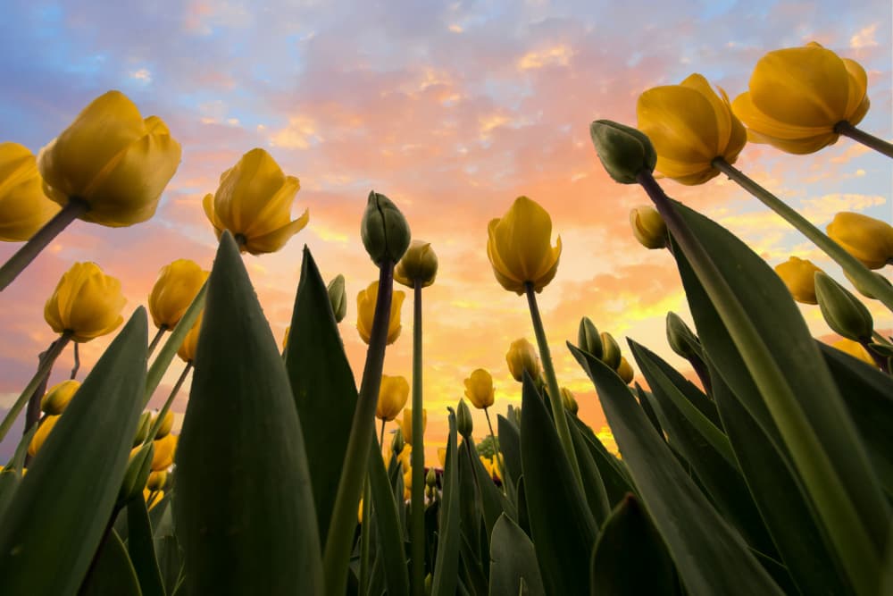 Yellow Tulips At Sunset by Merthan Kortan — canvas wall art