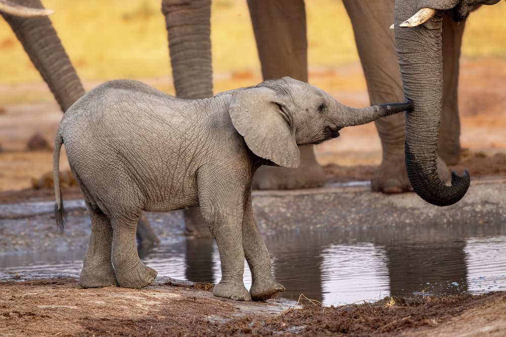 Baby Elephant Gentle Touch by Alessandro Catta — canvas wall art
