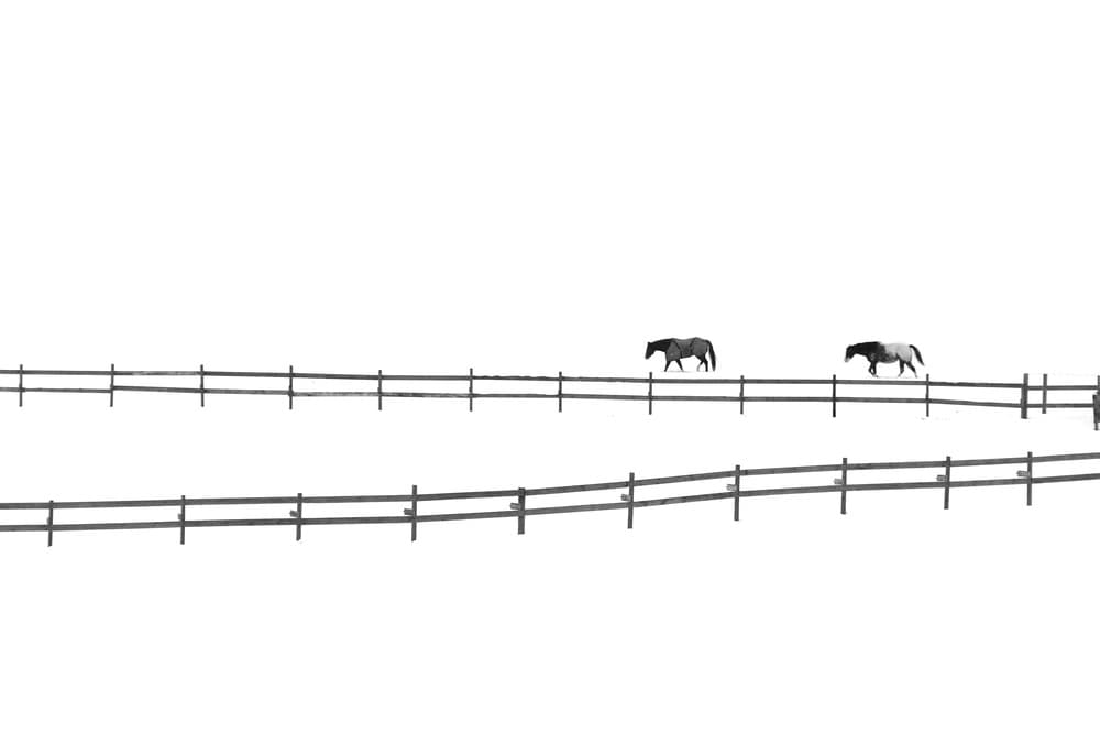 Horses Along The Fence by Ivan Huang — canvas wall art