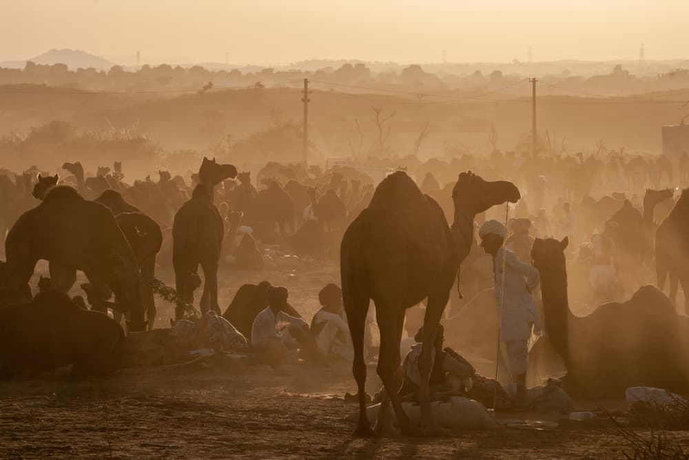 Golden Camels Market by Pavol Stranak — canvas wall art